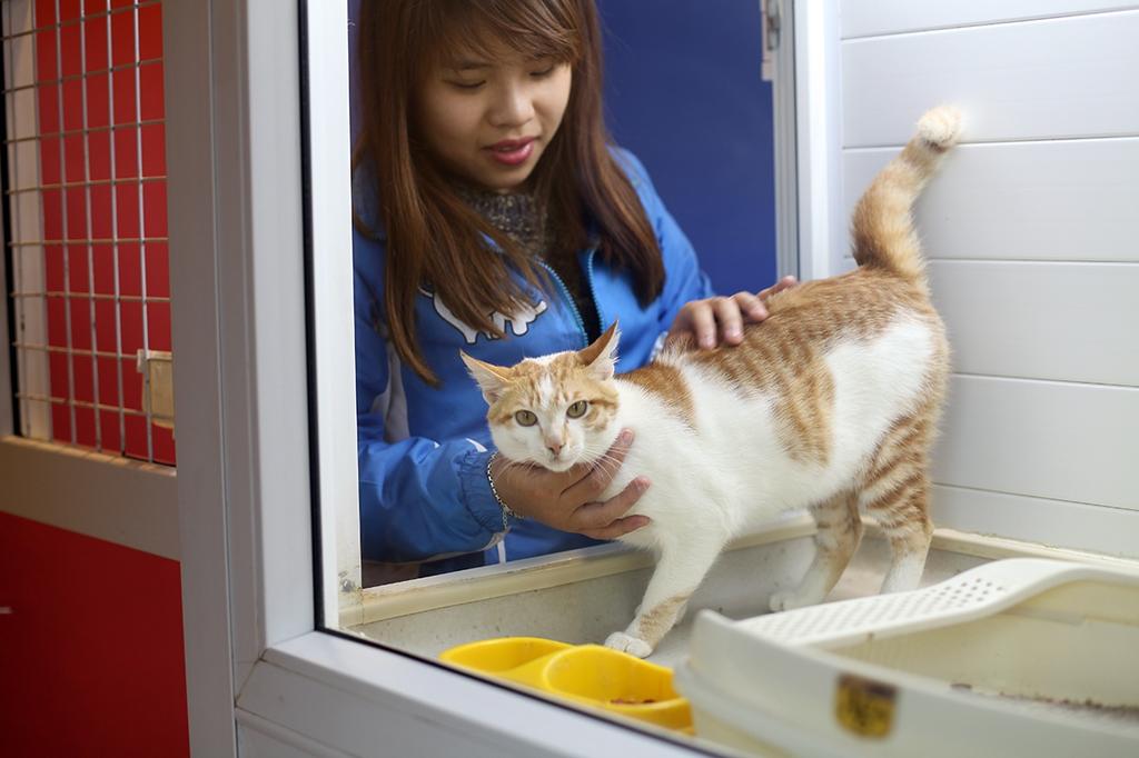 mèo bị ốm sau ăn gián