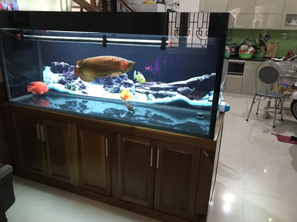 bể cá được chuẩn bị