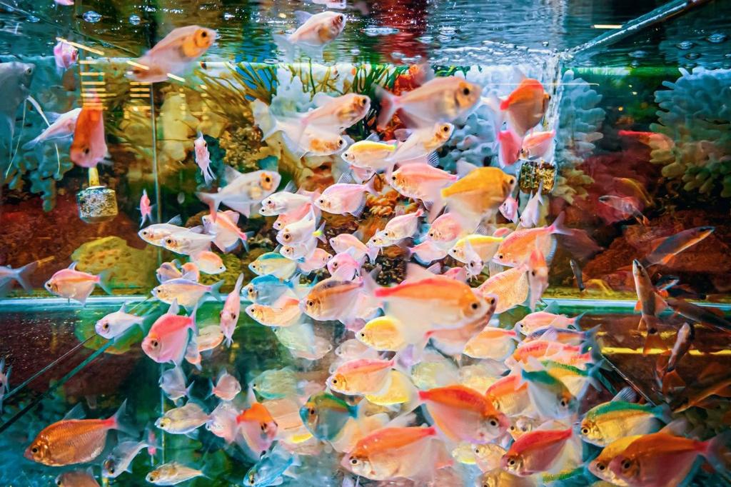 cá cảnh nổi đầu
