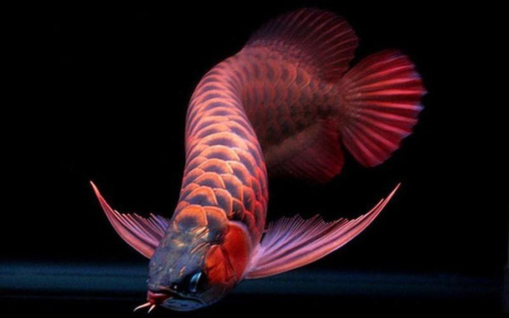 cá cảnh phong thủy