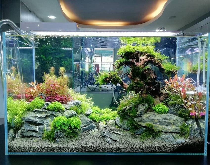 cá cảnh trong bể sạch