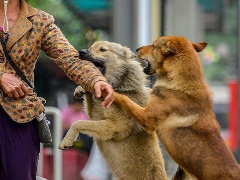 chó cỏ tập luyện