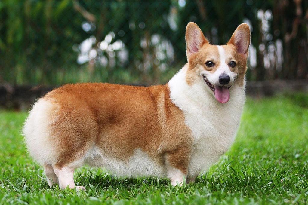 chó con khỏe mạnh