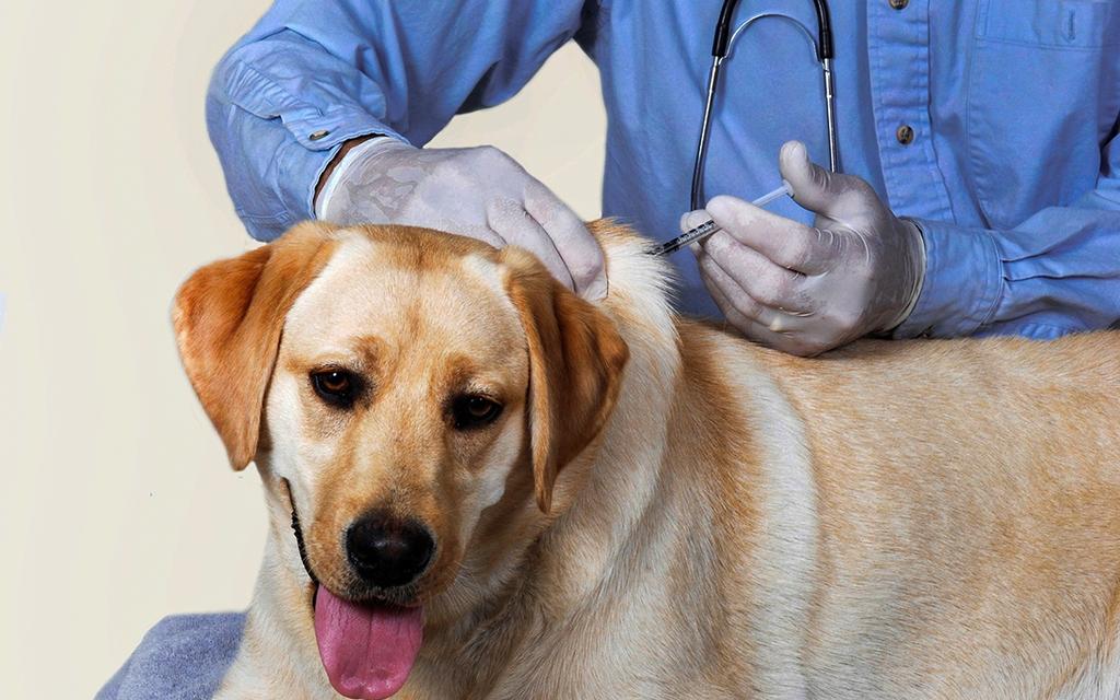 Chó con tiêm vaccine
