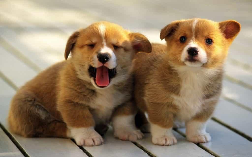 chó nhỏ dễ thương