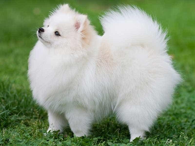 chó phốc sóc