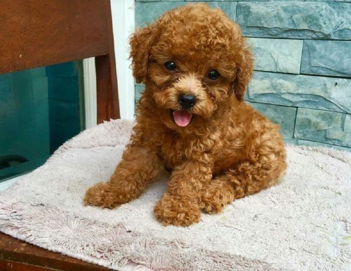 Chó Poodle nhỏ xinh