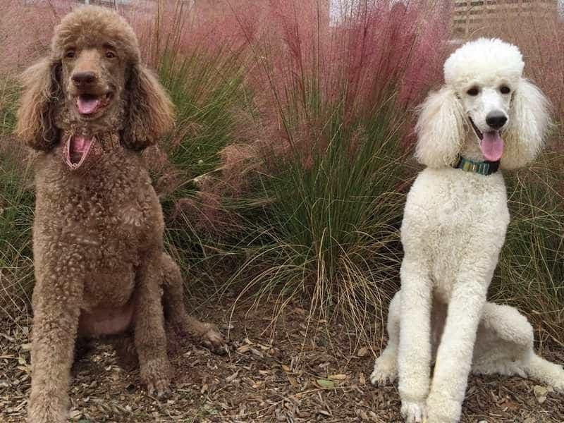 chó poodle standard