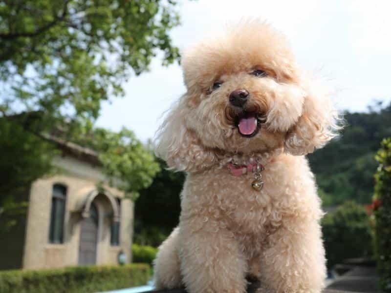 chó poodle toy