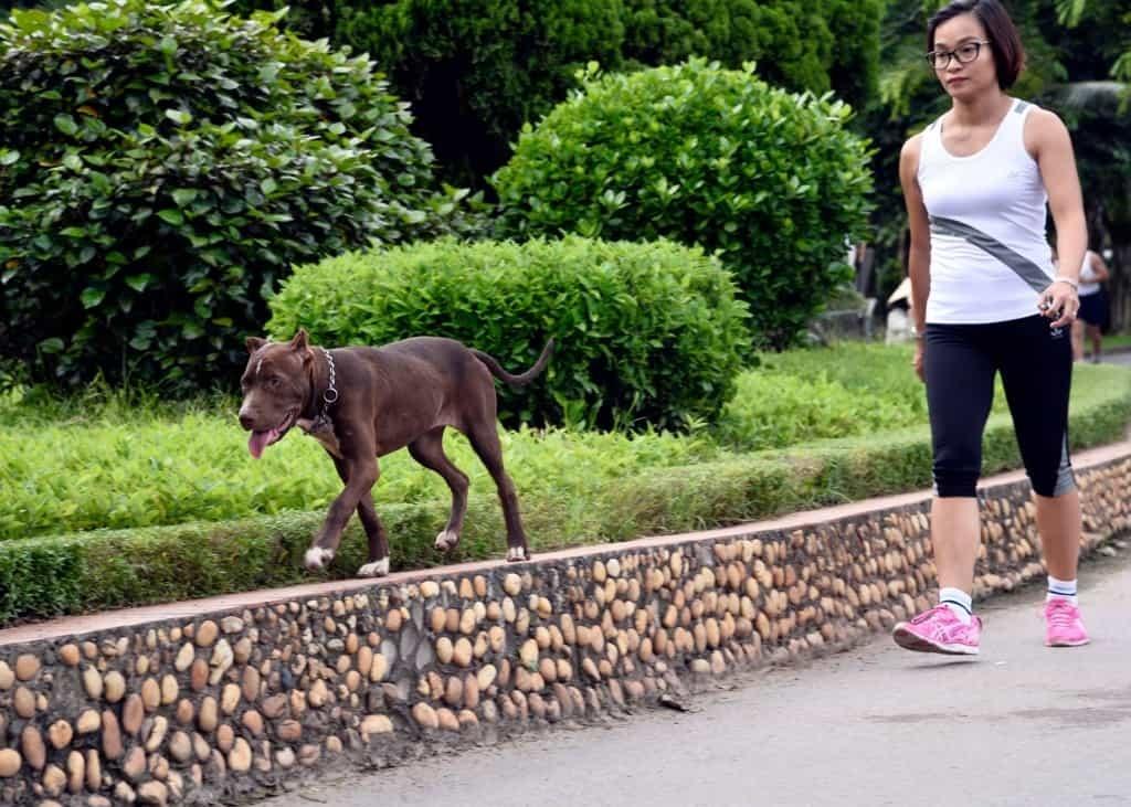 Chó sợ mùi lạ