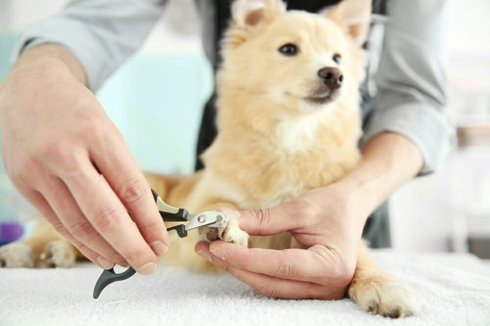 công cụ cắt móng cho chó