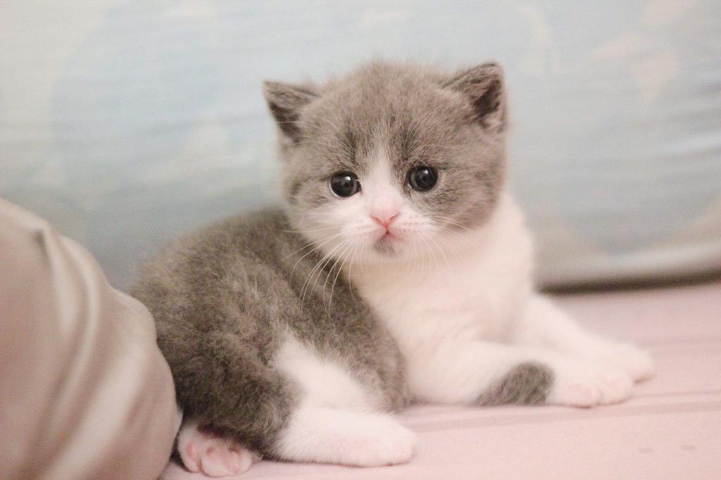 giá mèo Anh lông ngắn