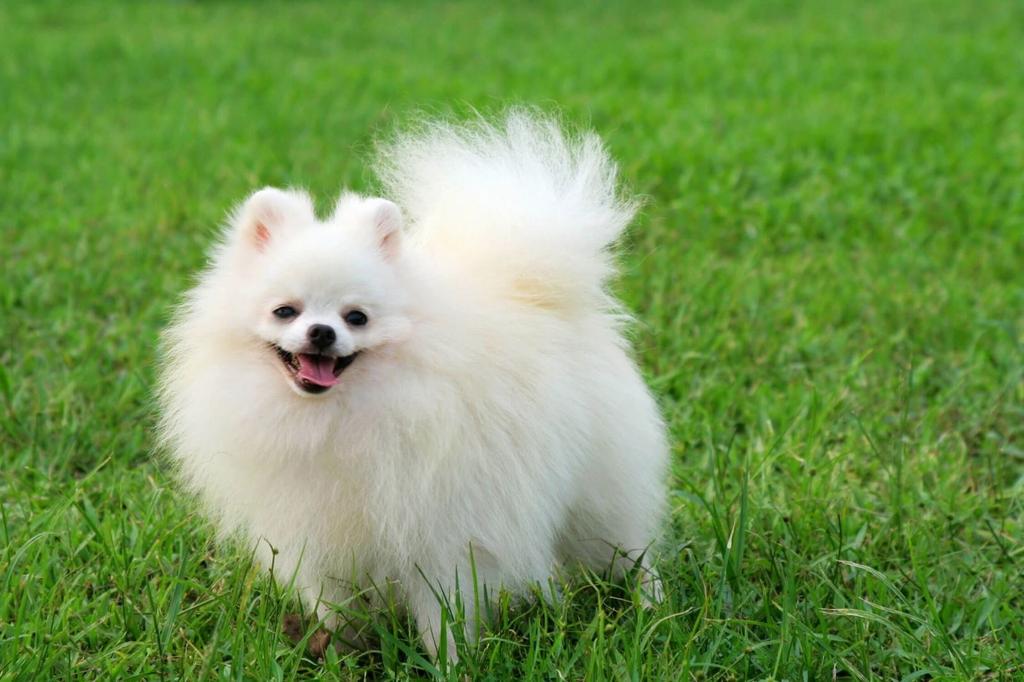 Giống chó dễ chăm sóc