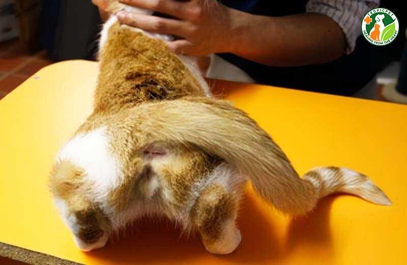 mèo cái hậu môn