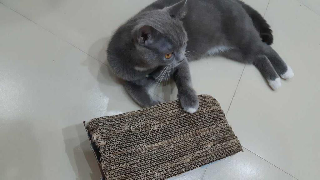 mèo cào móng