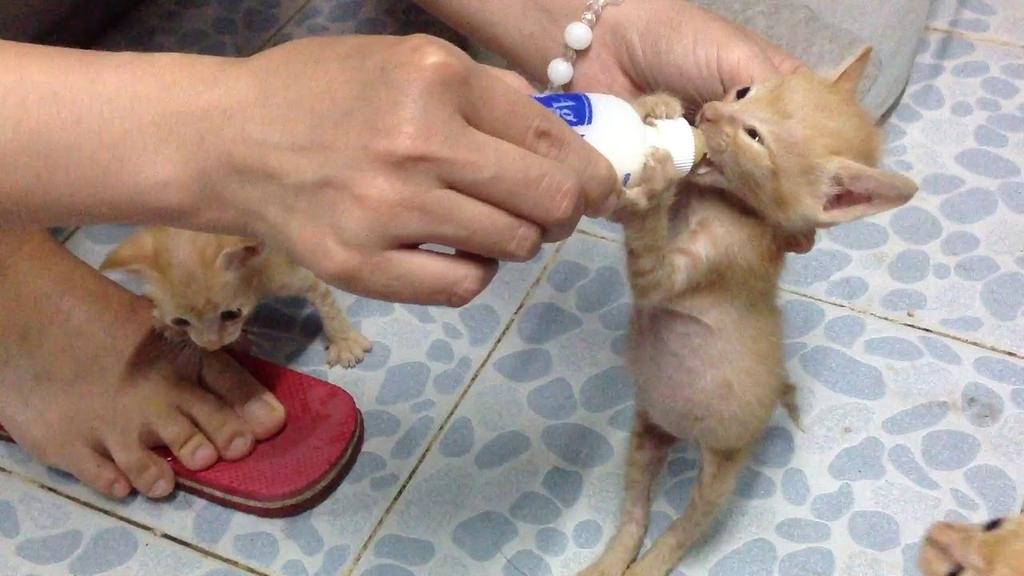 Mèo con bú sữa