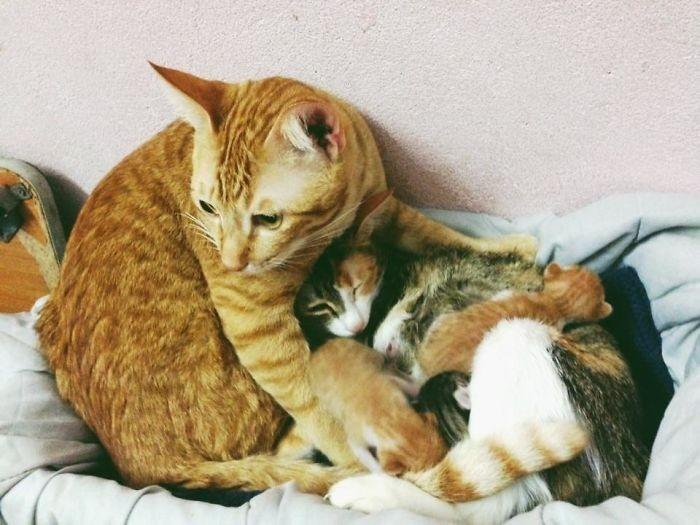 mèo con đực