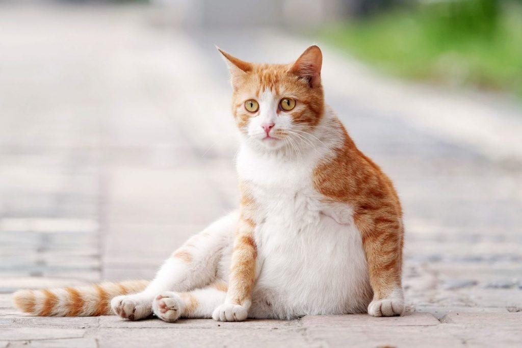 mèo đang mang thai