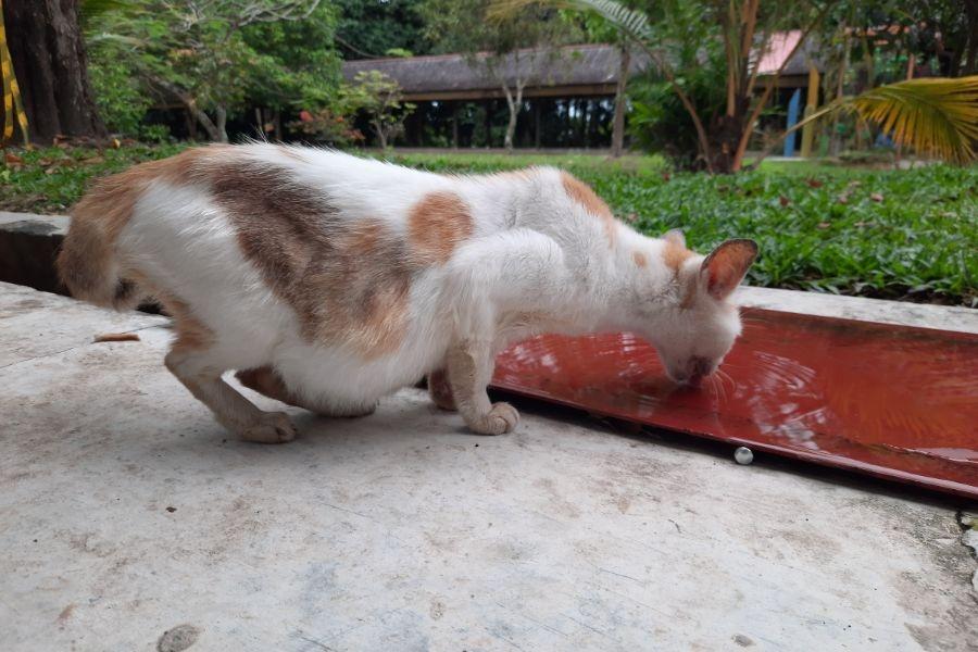 Mèo trốn tránh