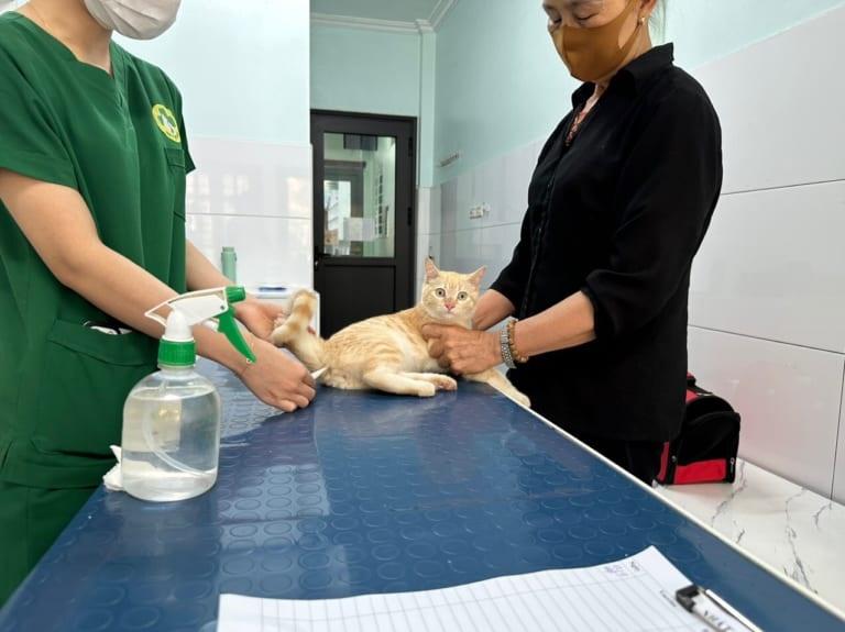 mèo trước khi tiêm