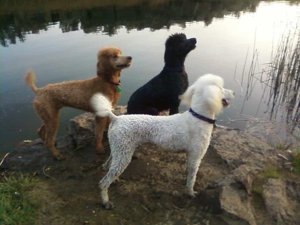Poodle đang bơi