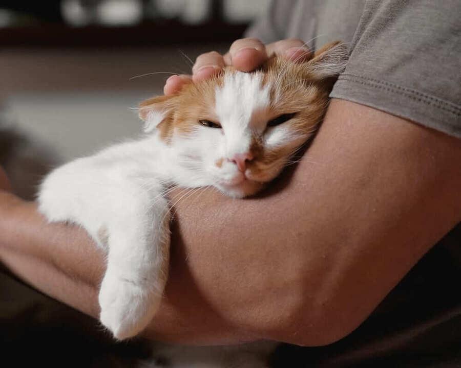Thú cưng khỏe mạnh