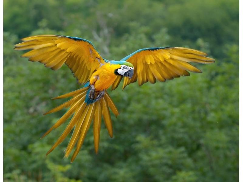 Vẹt Blue and Gold Macaw
