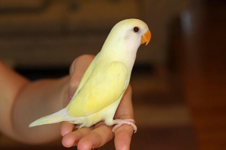 Vẹt lovebird tắm