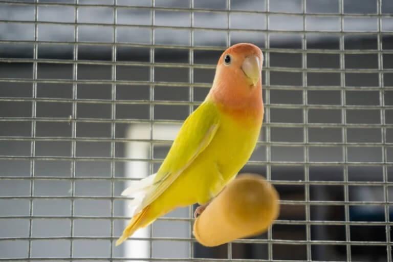 Vẹt lovebird trong lồng