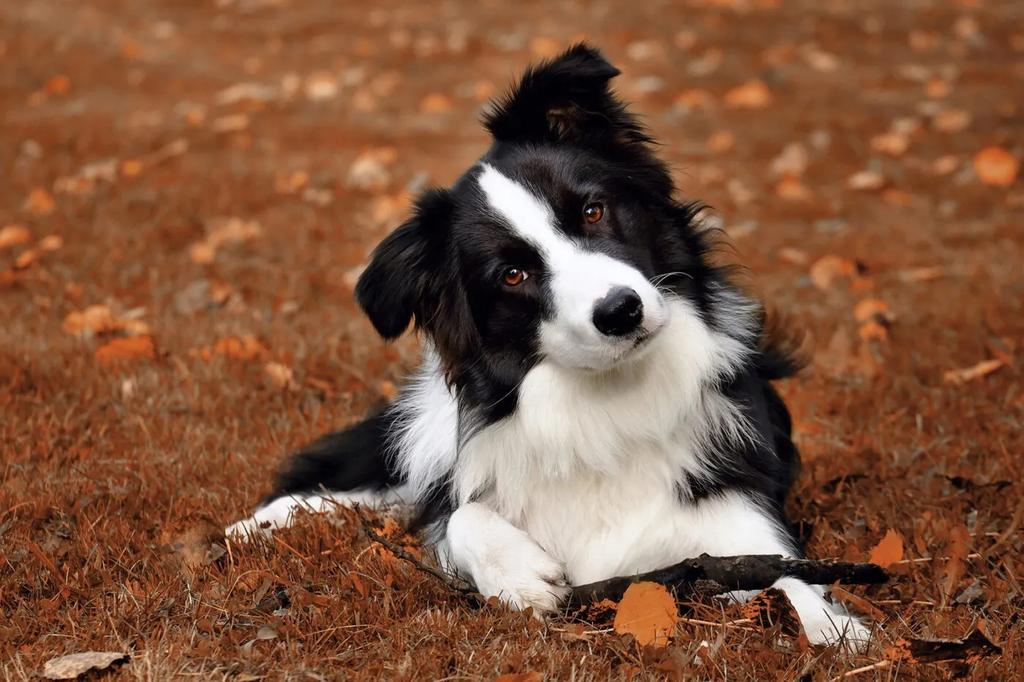 Border Collie hoạt bát