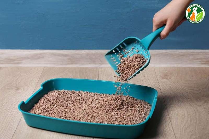 cách chữa mèo không đi vệ sinh