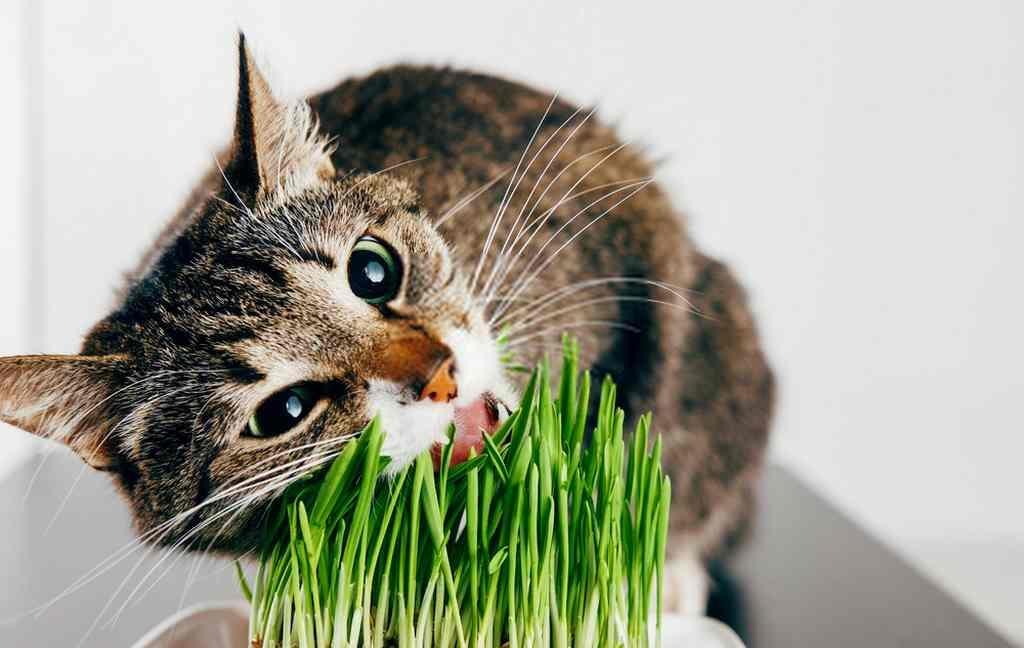 cách sử dụng nhau mèo