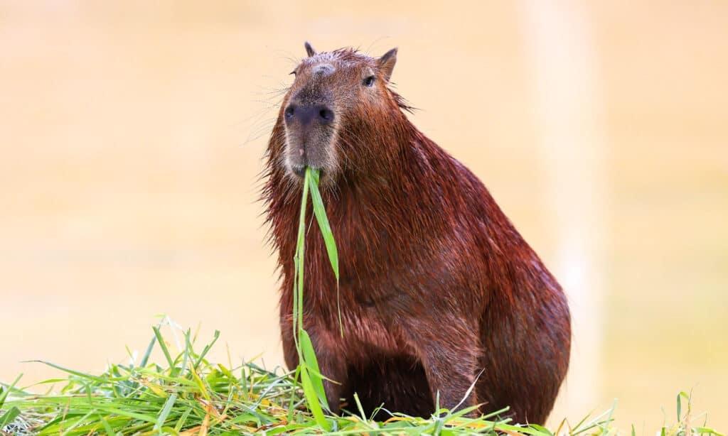 Capybara ăn uống