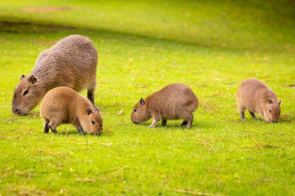 capybara dễ thương