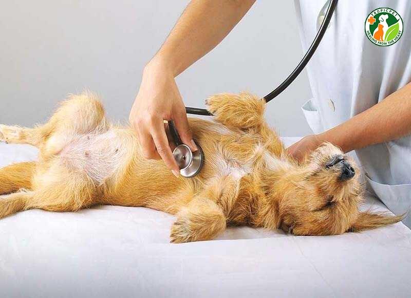 chẩn đoán chó thở