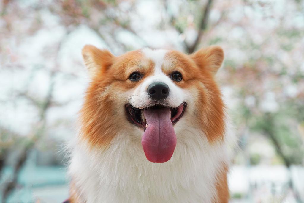 chó cỏ con vui vẻ
