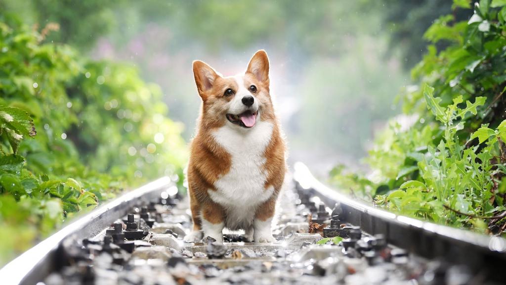 Chó Corgi dễ thương