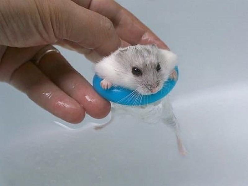 chuột hamster tắm