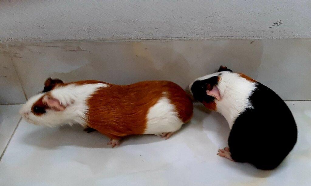 Chuột lang vui chơi