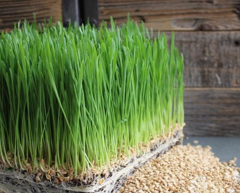 cỏ mèo xanh tươi