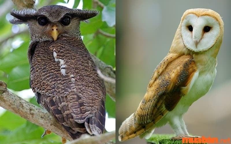 đặc điểm cú mèo