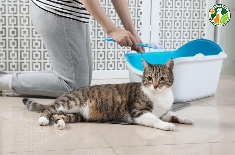 dấu hiệu mèo gào đực hành vi