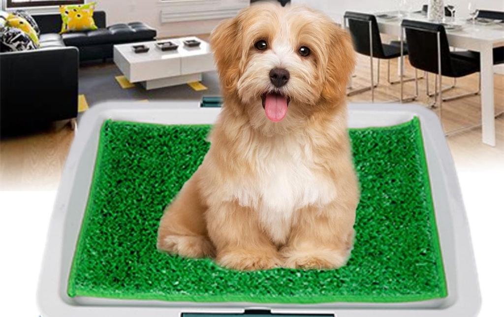dụng cụ huấn luyện chó vệ sinh