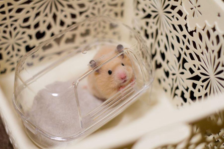 dụng cụ tắm hamster