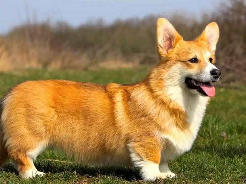 Giá chó Corgi
