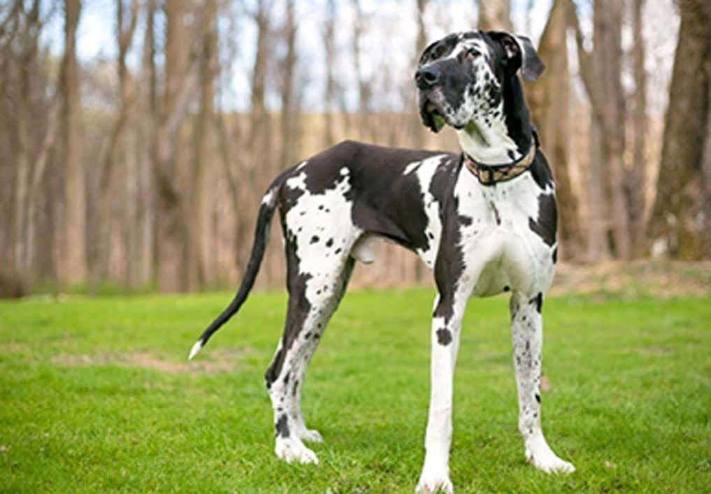 Great Dane cao lớn