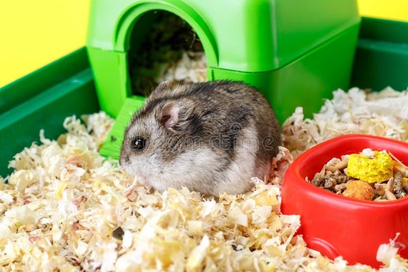 Hamster nhai hạt
