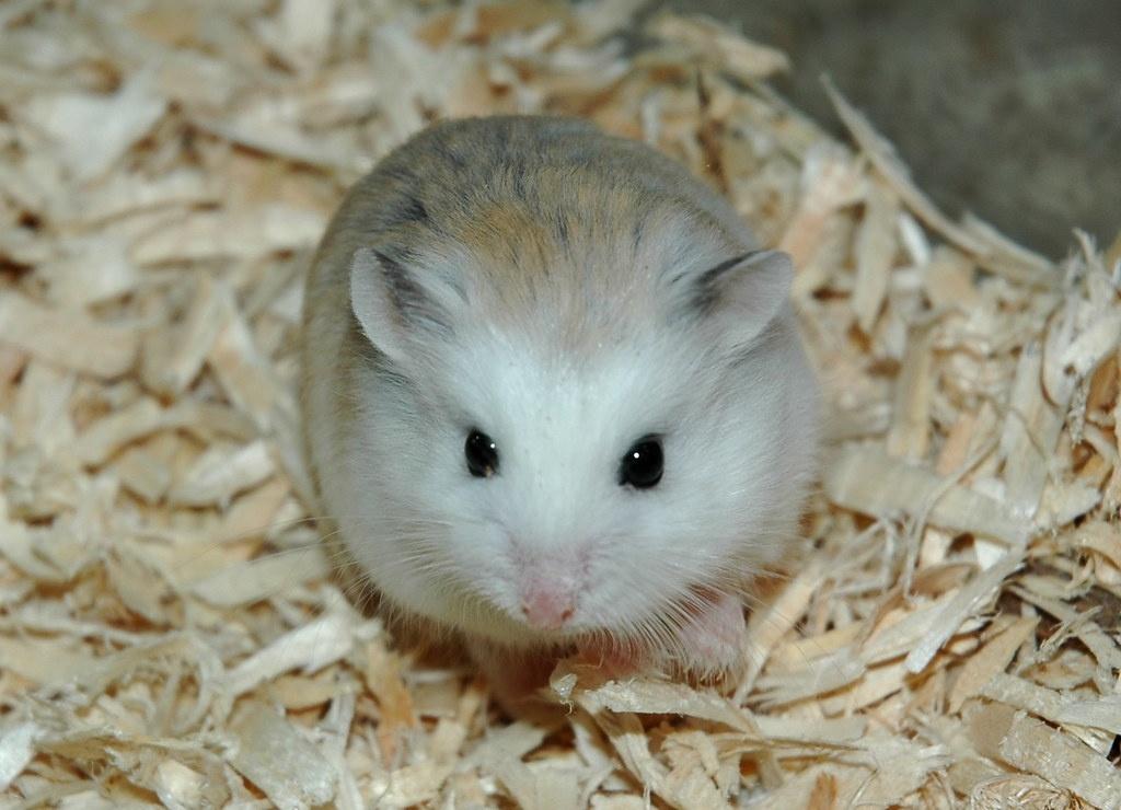 hamster nhỏ xinh