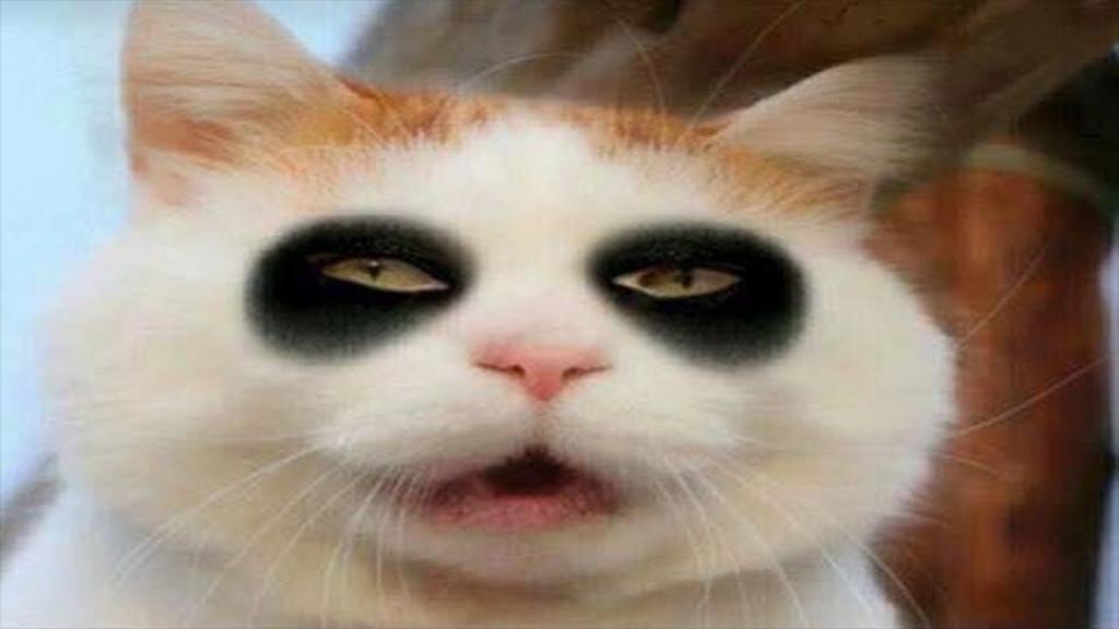 hình mèo cái khỏe mạnh