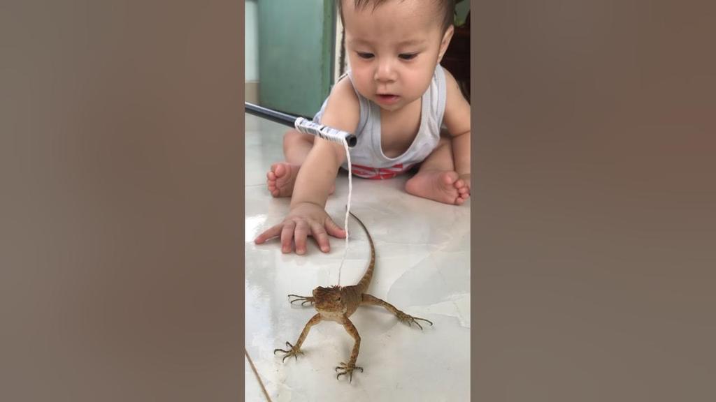 kỳ nhông làm thú cưng